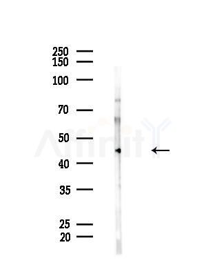 CD84 Antibody - Western blot analysis of lysates from HepG2 cells(LPS, 4h treatment), using CD84 Antibody at 1/1000 dilution.