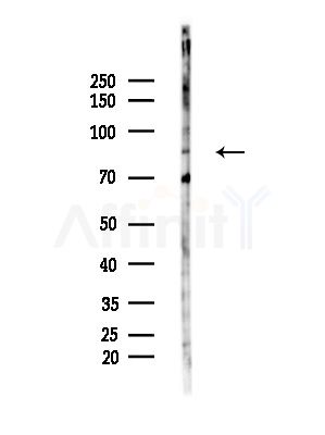 COG3 Antibody - Western blot analysis of lysates from LoVo cells(heat-shock,45min treatment), using COG3 Antibody at 1/1000 dilution.