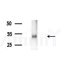 COSMC Antibody - Western blot analysis of extracts from Mouse testis, using COSMC Antibody at 1/1000 dilution.