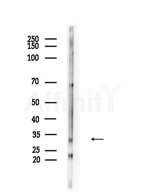 COSMC Antibody - Western blot analysis of lysates from Mouse testis, using COSMC Antibody at 1/1000 dilution.