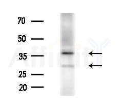 CRISP3 Antibody - Western blot analysis of extracts from Rat brain, using CRISP3 Antibody at 1/1000 dilution.