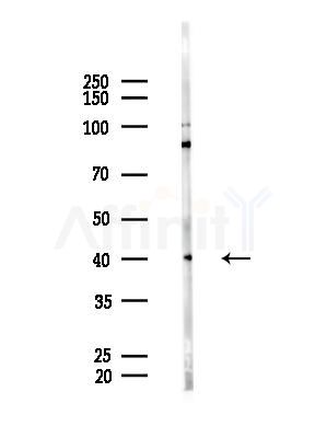 CRISP3 Antibody - Western blot analysis of lysates from Rat brain, using CRISP3 Antibody at 1/1000 dilution.