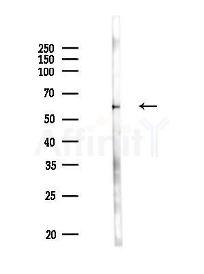 CRMP4 Antibody - Western blot analysis of lysates from Rat brain, using CRMP4 Antibody at 1/1000 dilution.