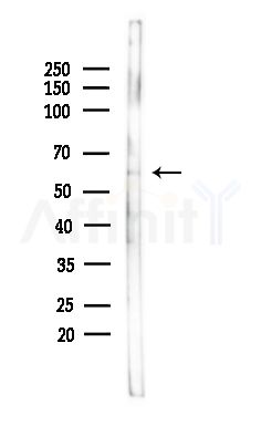 CRMP5 Antibody - Western blot analysis of lysates from Mouse brain, using CRMP5 Antibody at 1/1000 dilution.