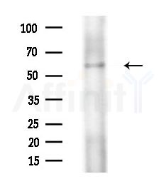 Cryptochrome 2 Antibody - Western blot analysis of extracts from HepG2 cells(LPS 4h treatment), using Cryptochrome 2 Antibody at 1/1000 dilution.