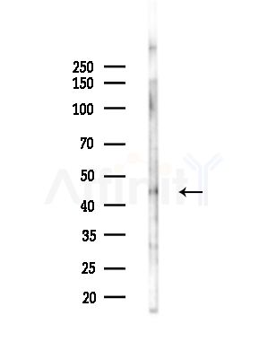 DNAJA2 Antibody - Western blot analysis of lysates from Mouse liver, using DNAJA2 Antibody at 1/1000 dilution.