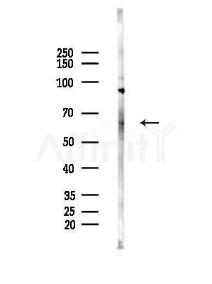 DNAJC11 Antibody - Western blot analysis of lysates from HepG2 cells(LPS, 4h treatment), using DNAJC11 Antibody at 1/1000 dilution.