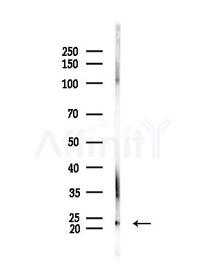 DNAJC12 Antibody - Western blot analysis of lysates from Rat brain, using DNAJC12 Antibody at 1/1000 dilution.