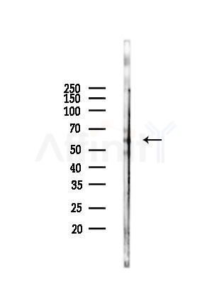 DNAJC7 Antibody - Western blot analysis of lysates from Mouse liver, using DNAJC7 Antibody at 1/1000 dilution.