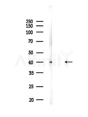 DNASE2B Antibody - Western blot analysis of lysates from Mouse liver, using DNASE2B Antibody at 1/1000 dilution.