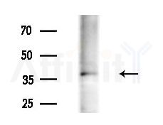 DPEP2 Antibody - Western blot analysis of extracts from HepG2 cells(LPS 4h treatment), using DPEP2 Antibody at 1/1000 dilution.