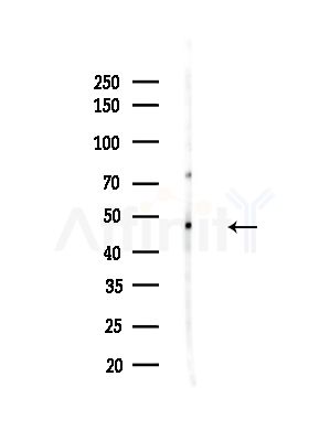 DYNC1LI2 Antibody - Western blot analysis of lysates from B16F10-LUC cells(heat-shock,45min treatment), using DYNC1LI2 Antibody at 1/1000 dilution.