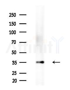 EAF1 Antibody - Western blot analysis of extracts from Mouse liver, using EAF1 Antibody at 1/1000 dilution.