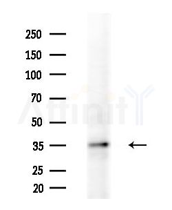 EAF1 Antibody - Western blot analysis of extracts from EC304 cells, using EAF1 Antibody at 1/1000 dilution.