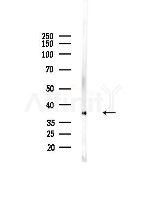 EAF1 Antibody - Western blot analysis of lysates from Mouse liver, using EAF1 Antibody at 1/1000 dilution.