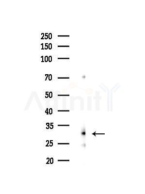 EIF4H Antibody - Western blot analysis of lysates from B16F10-LUC cells(heat-shock,45min treatment), using EIF4H Antibody at 1/1000 dilution.