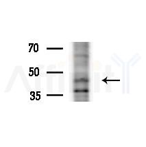 EPCR Antibody - Western blot analysis of extracts from Mouse liver, using EPCR Antibody at 1/1000 dilution.