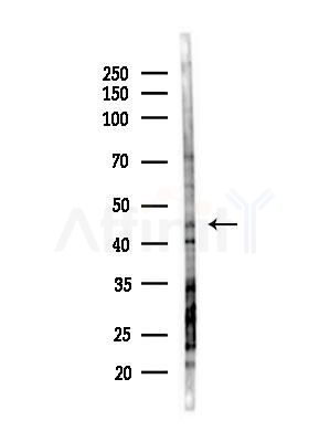 EPCR Antibody - Western blot analysis of lysates from Mouse liver, using EPCR Antibody at 1/1000 dilution.