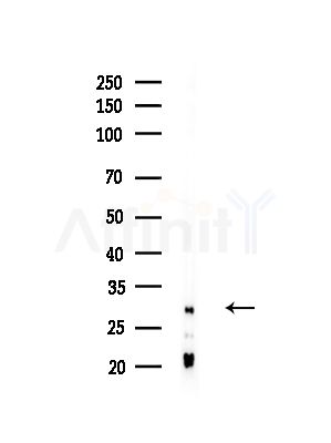ERGIC1 Antibody - Western blot analysis of lysates from B16F10-LUC cells(heat-shock,45min treatment), using ERGIC1 Antibody at 1/1000 dilution.