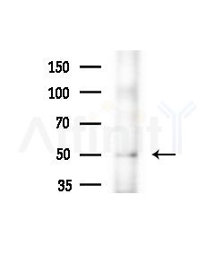 ERGIC2 Antibody - Western blot analysis of extracts from Mouse liver, using ERGIC2 Antibody at 1/1000 dilution.
