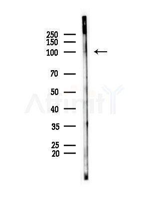 EXOC6 Antibody - Western blot analysis of lysates from Rat brain, using EXOC6 Antibody at 1/1000 dilution.