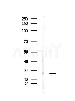 EXOSC4 Antibody - Western blot analysis of lysates from Rat brain, using EXOSC4 Antibody at 1/1000 dilution.