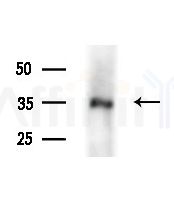 FA2H Antibody - Western blot analysis of extracts from Mouse liver, using FA2H Antibody at 1/1000 dilution.