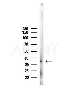 FA2H Antibody - Western blot analysis of lysates from Mouse liver, using FA2H Antibody at 1/1000 dilution.