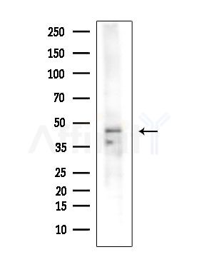 FAM46C Antibody - Western blot analysis of extracts from Mouse liver, using FAM46C Antibody at 1/1000 dilution.