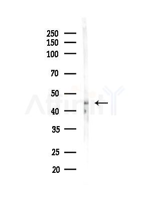 FAM46C Antibody - Western blot analysis of lysates from Mouse liver, using FAM46C Antibody at 1/1000 dilution.