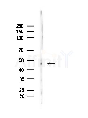 FARS2 Antibody - Western blot analysis of lysates from Hela cells(heat-shock, 45min treatment), using FARS2 Antibody at 1/1000 dilution.