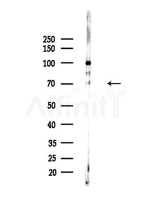 FARSB Antibody - Western blot analysis of lysates from LoVo cells(heat-shock,45min treatment), using FARSB Antibody at 1/1000 dilution.