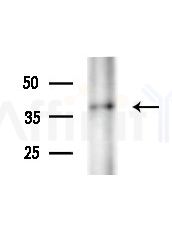 FBLIM1 Antibody - Western blot analysis of extracts from Mouse liver, using FBLIM1 Antibody at 1/1000 dilution.