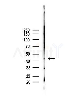 FBLIM1 Antibody - Western blot analysis of lysates from Mouse liver, using FBLIM1 Antibody at 1/1000 dilution.