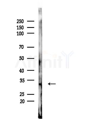FBXO27 Antibody - Western blot analysis of lysates from RAW264.