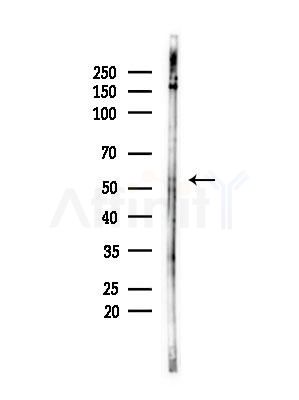 FZR1 Antibody - Western blot analysis of lysates from B16F10-LUC cells(LPS,4h treatment), using FZR1 Antibody at 1/1000 dilution.