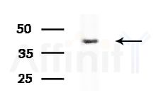 GAS7 Antibody - Western blot analysis of extracts from Rat liver, using GAS7 Antibody at 1/1000 dilution.