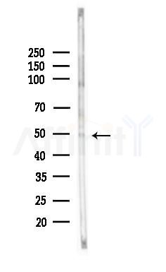 GAS7 Antibody - Western blot analysis of lysates from Rat liver, using GAS7 Antibody at 1/1000 dilution.