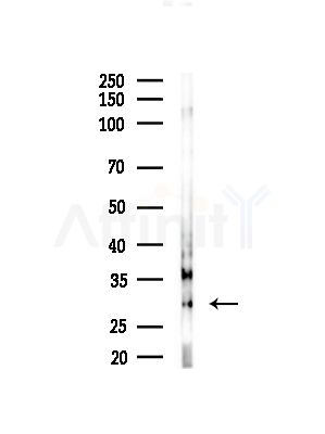 GINS3 Antibody - Western blot analysis of lysates from Mouse testis, using GINS3 Antibody at 1/1000 dilution.