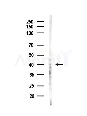GLOD4 Antibody - Western blot analysis of lysates from MCF7 cells(heat-shock,45min treatment), using GLOD4 Antibody at 1/1000 dilution.