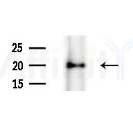 GLTP Antibody - Western blot analysis of extracts from Rat brain, using GLTP Antibody at 1/1000 dilution.