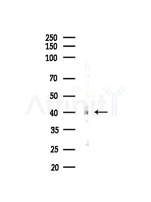 GNPDA1 Antibody - Western blot analysis of lysates from MCF7 cells(heat-shock,45min treatment), using GNPDA1 Antibody at 1/1000 dilution.