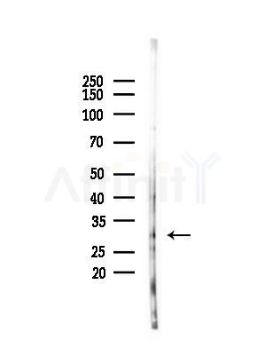 GNPDA2 Antibody - Western blot analysis of lysates from PC12 cells(starvation treatment), using GNPDA2 Antibody at 1/1000 dilution.