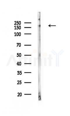GOLGA3 Antibody - Western blot analysis of lysates from Mouse testis, using GOLGA3 Antibody at 1/1000 dilution.
