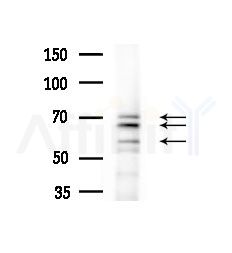 GPR177 Antibody - Western blot analysis of extracts from Mouse liver, using GPR177 Antibody at 1/1000 dilution.