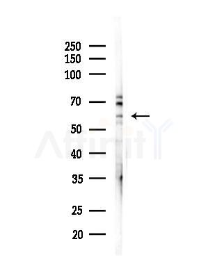 GPR177 Antibody - Western blot analysis of lysates from Mouse liver, using GPR177 Antibody at 1/1000 dilution.