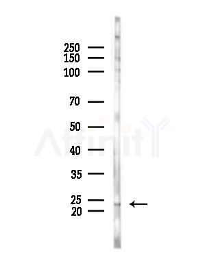 GPX8 Antibody - Western blot analysis of lysates from Rat brain, using GPX8 Antibody at 1/1000 dilution.