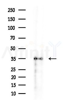 HERPUD2 Antibody - Western blot analysis of extracts from various samples, using HERPUD2 Antibody at 1/1000 dilution.