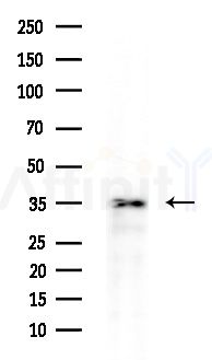 HERPUD2 Antibody - Western blot analysis of extracts from PC12 cells(starvation treatment), using HERPUD2 Antibody at 1/1000 dilution.