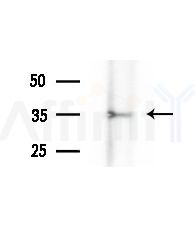 HERPUD2 Antibody - Western blot analysis of extracts from Rat brain, using HERPUD2 Antibody at 1/1000 dilution.